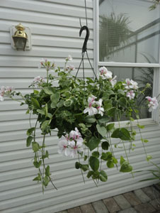 White Ivy Geranium with accent